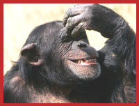 chimp guitarist laughing image